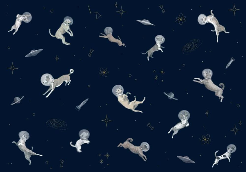 DOGGY GRAVITY Colección "Random Kids" Animales